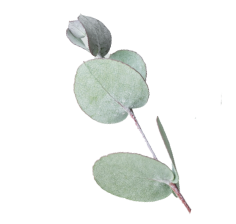 植物の装飾